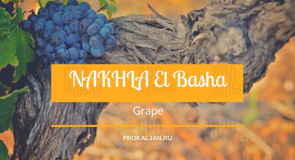NAKHLA El Basha Grape